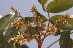 Canarium strictum